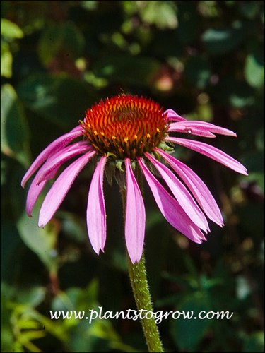 Purple Cone Flower (Echinacea purpurea)
The purple petal-like structures are actually flowers.  They are called ray flowers.